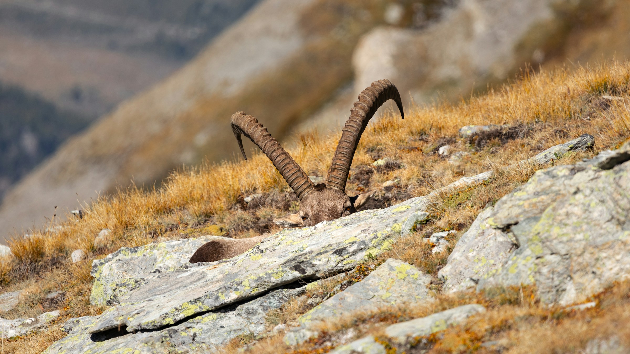 Bezoar-ibex i stejlt bjergterræn