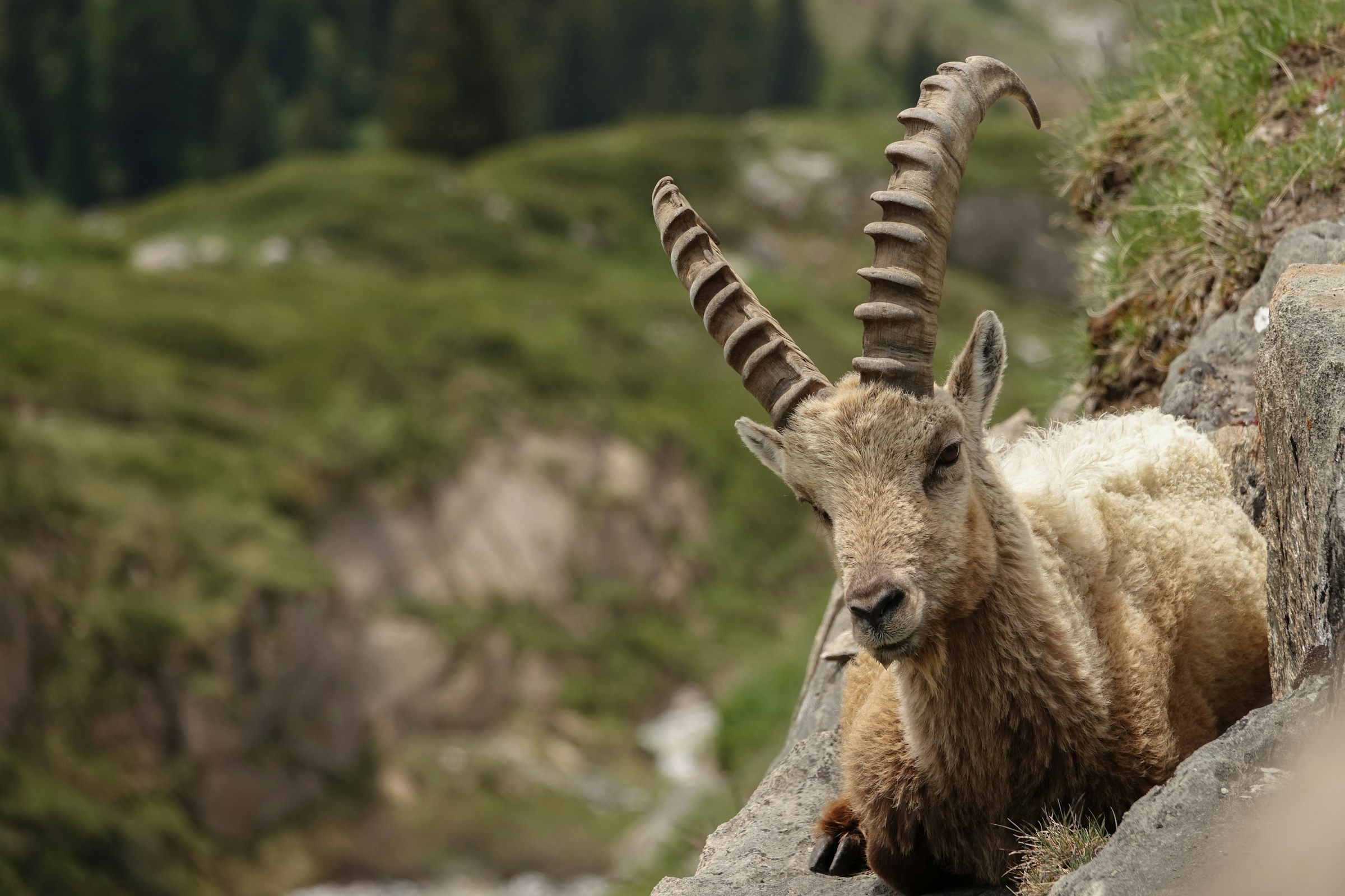 Spansk ibex med store horn på klippe