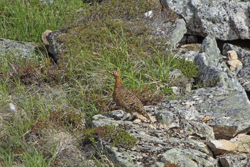 Lirype i sommerdragt på det norske fjeld